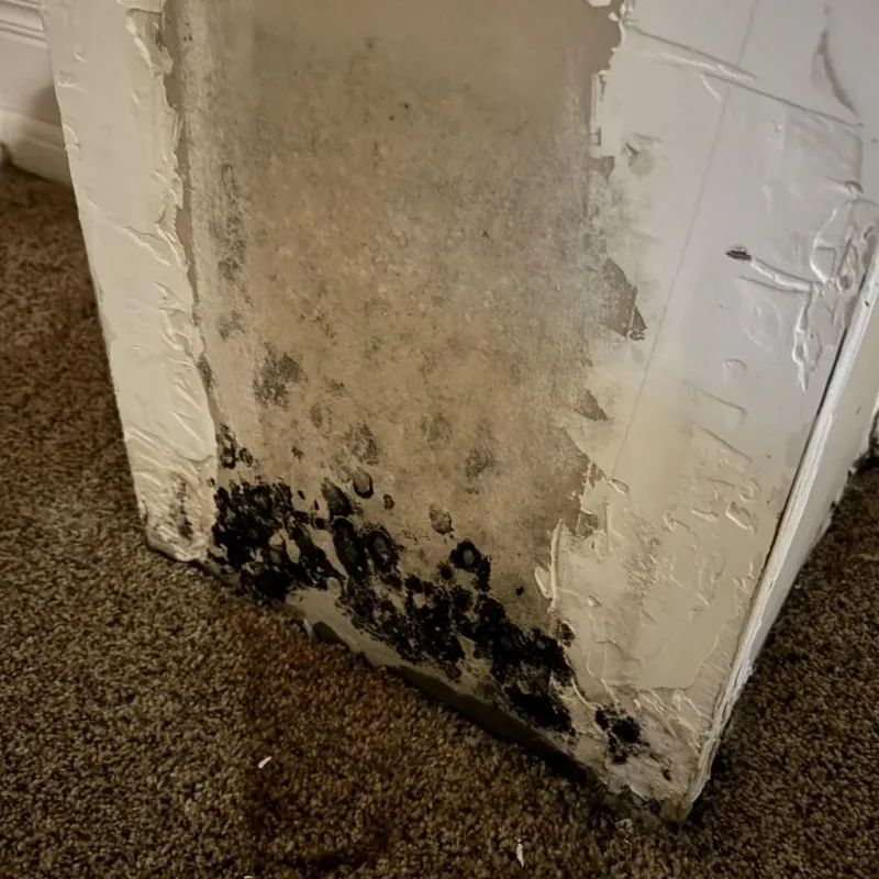 Professional Mold Removal in Broadway, VA